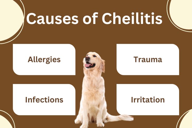 what causes cheilitis in dogs