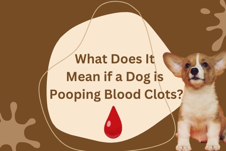 what does it mean if a dog is pooping blood clots