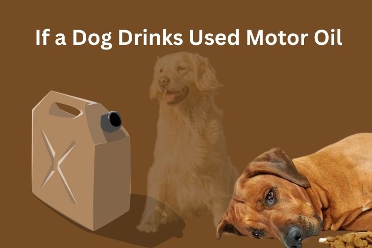 what happens if a dog drinks used motor oil