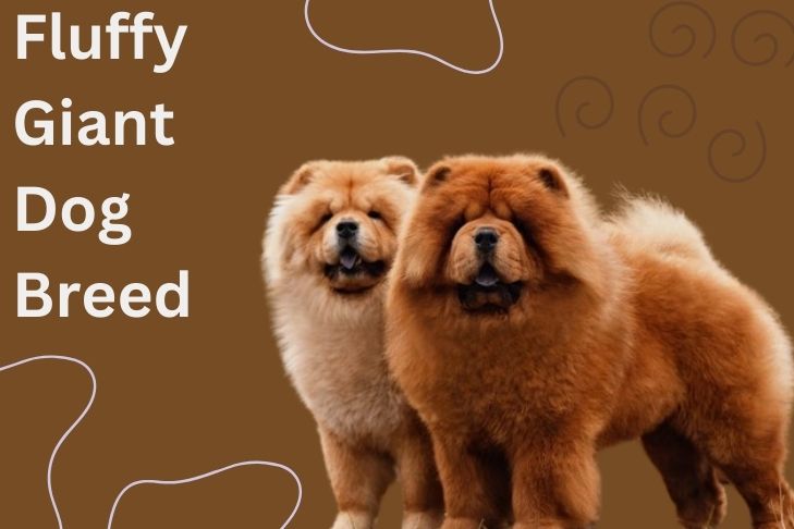 what is a fluffy giant dog breed