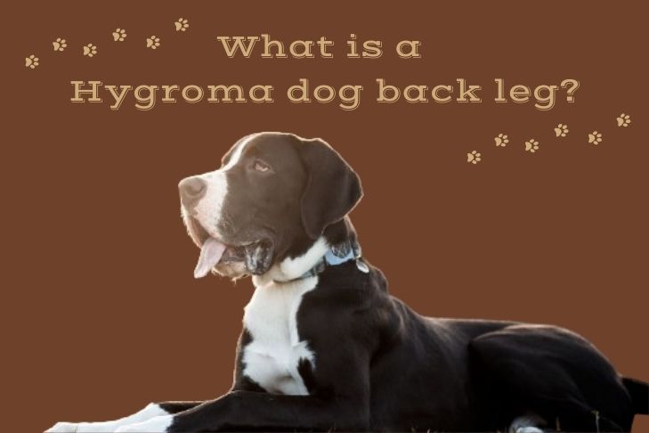 what is a hygroma dog back leg