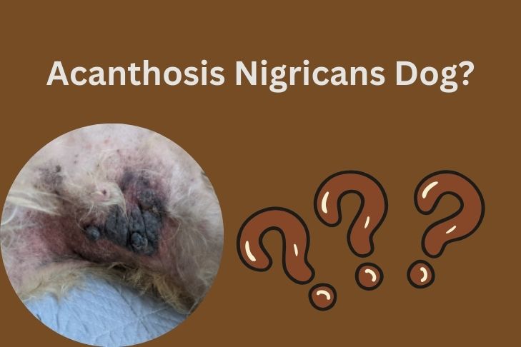 what is acanthosis nigricans dog