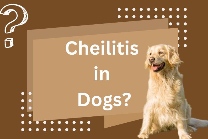 what is cheilitis in dogs