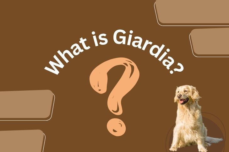 what is giardia