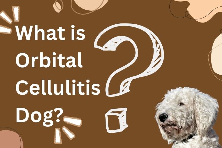 what is orbital cellulitis dog