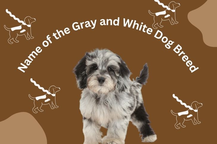 what is the name of the gray and white dog breed