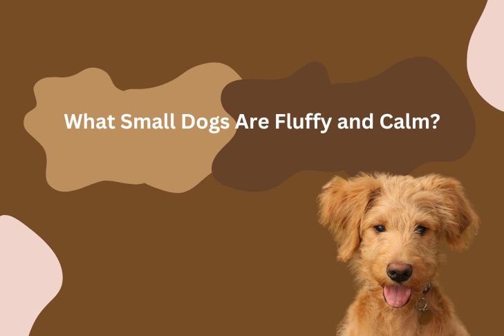 what small dogs are fluffy and calm