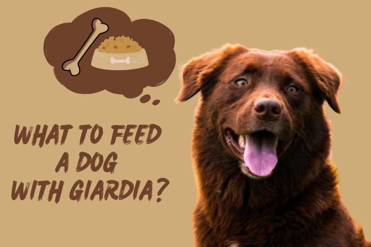 what to feed a dog with giardia