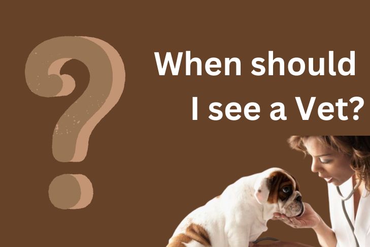 when should i see a vet for balanoposthitis dog