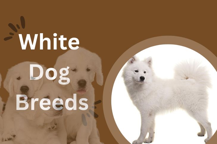 white dog breeds