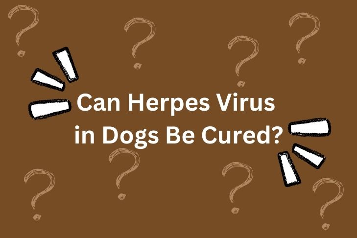 can herpes virus in dogs be cured