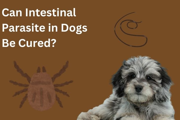 can intestinal parasite in dogs be cured