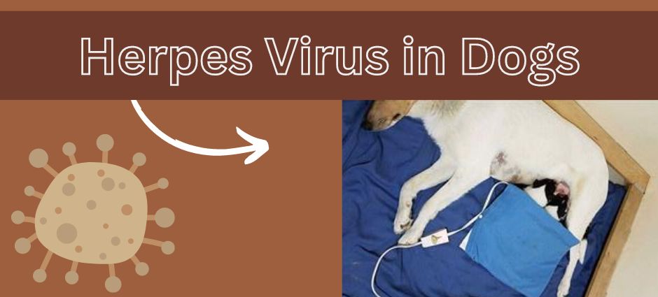 herpes virus in dogs