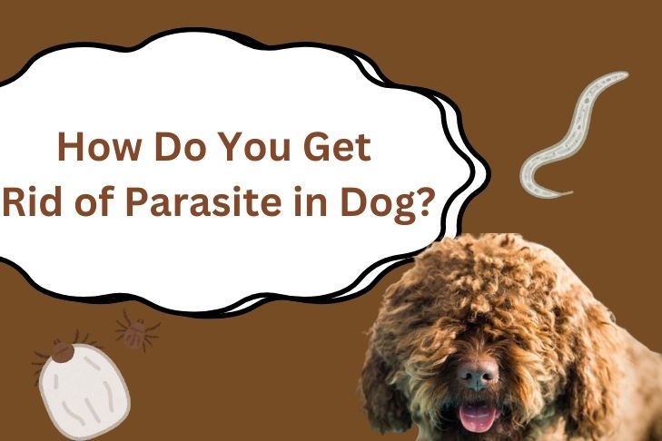 how do you get rid of parasite in dog