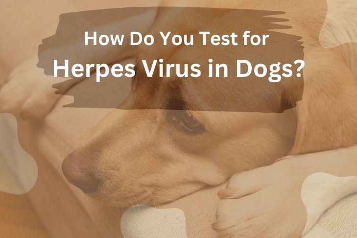 how do you test for herpes virus in dogs