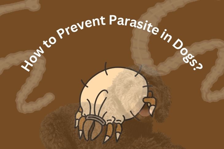 how to prevent parasite in dogs