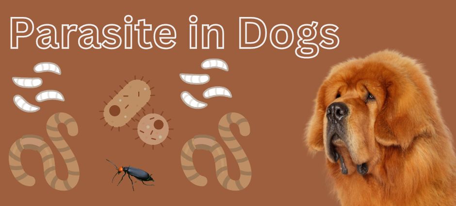 parasite in dogs