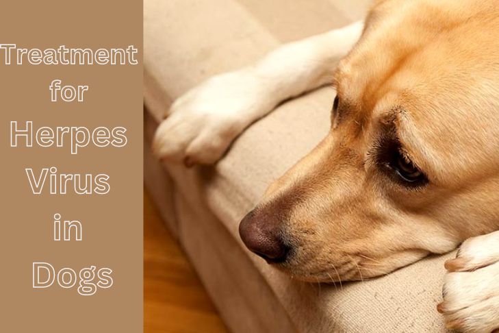 treatment for herpes virus in dogs