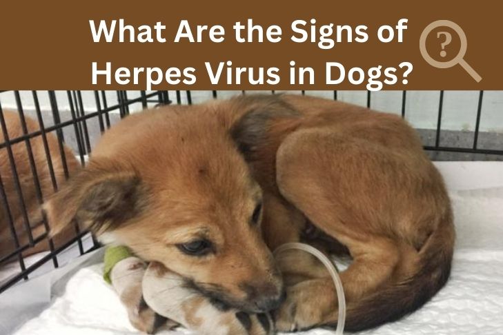 what are the signs of herpes virus in dogs