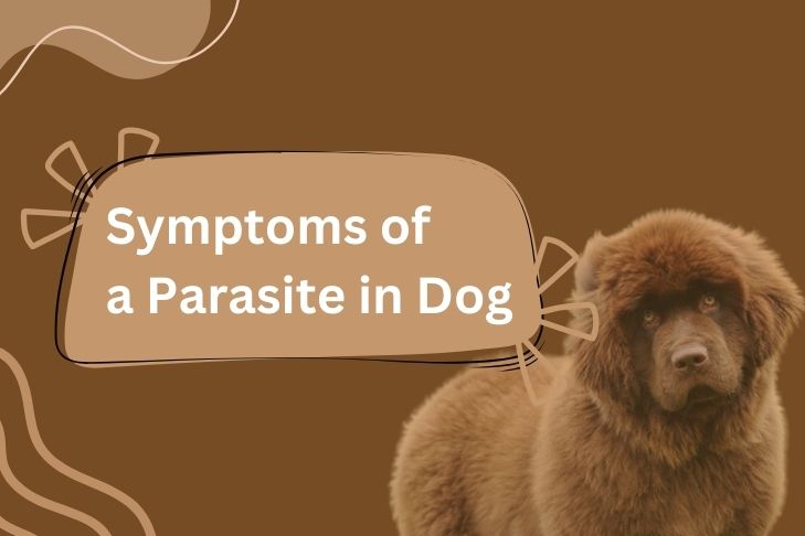 what are the symptoms of a parasite in dog