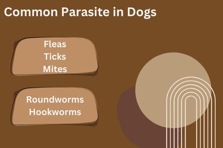 what is the most common parasite in dogs